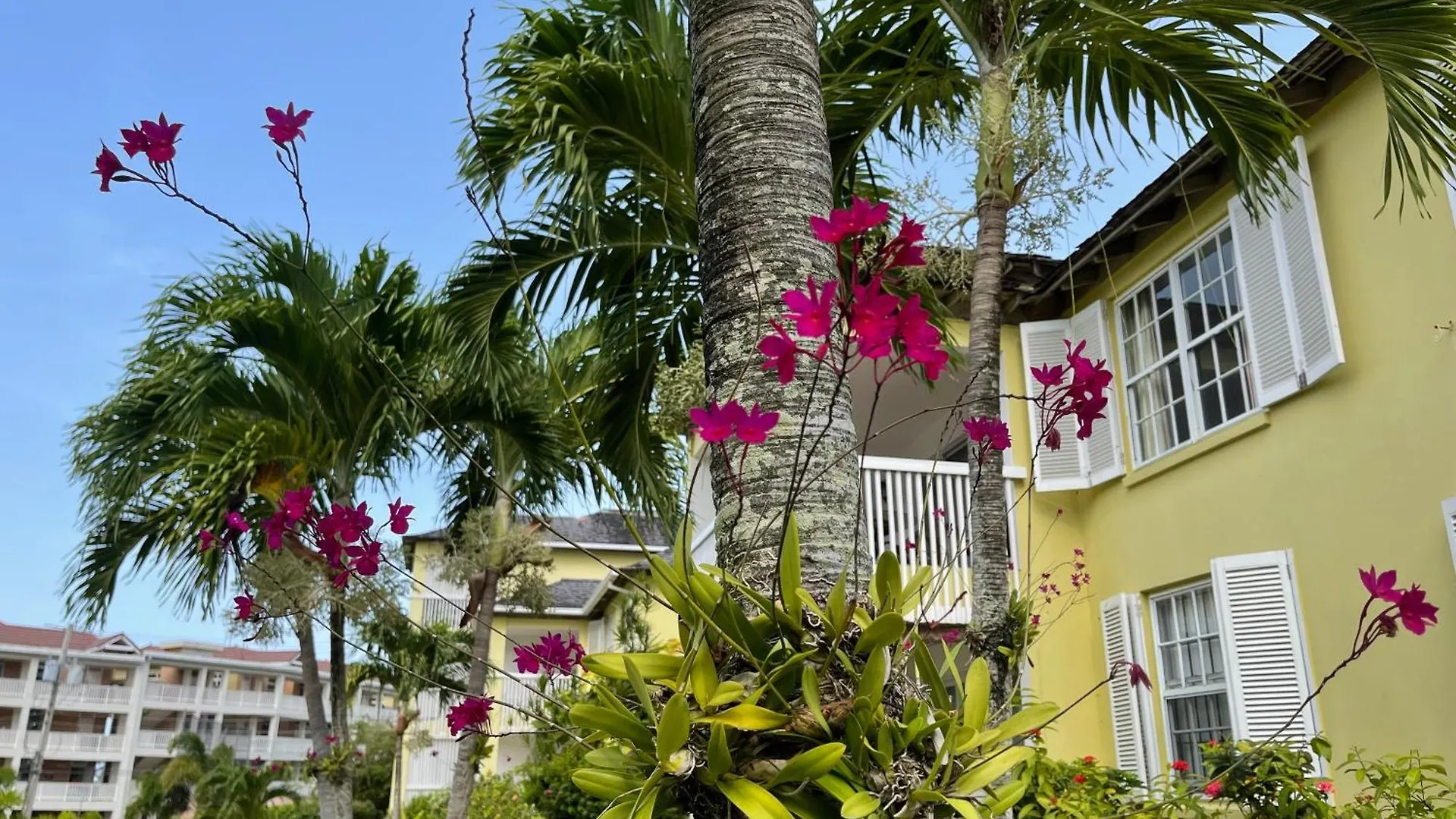 아파트 Jamaica Time Driftwood At Sea Palms 3Br 3Ba Condo In Ocho Rios With Pool And Beach Front With Views Only 10 Mins From Ochi Intl Airport Direct Flight From Miami Saint Maryʼs